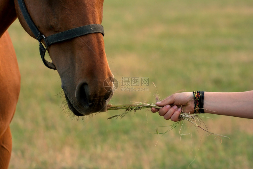 马农田食物力量头发身体骑马农村野生动物牧场爆头图片