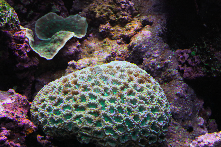 珊瑚水生生物珊瑚礁海上生活海洋生物图片