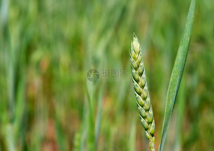 小麦稻草叶子草地国家农民园艺生长植物生活场景图片
