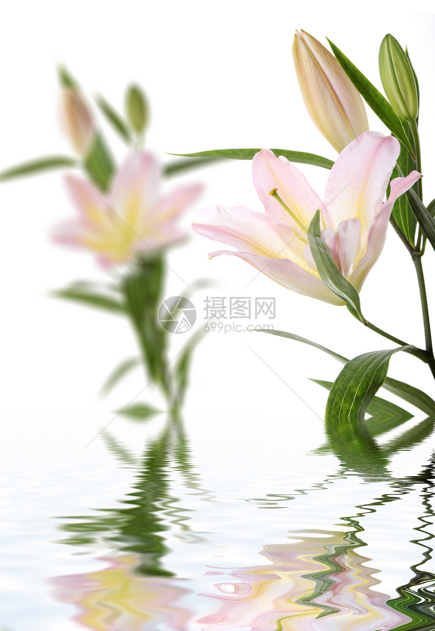 Lilies-SPA概念图片