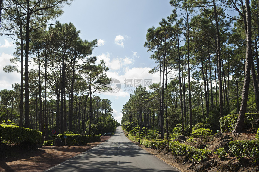 国家公路树木木头植物农村树干城市针叶天空沥青风景图片