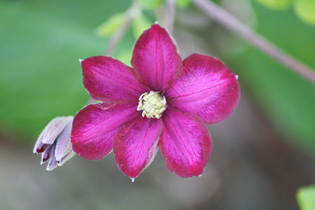 威灵仙力量植物铁线植物学爱好粉色植物园花园闲暇花艺高清图片