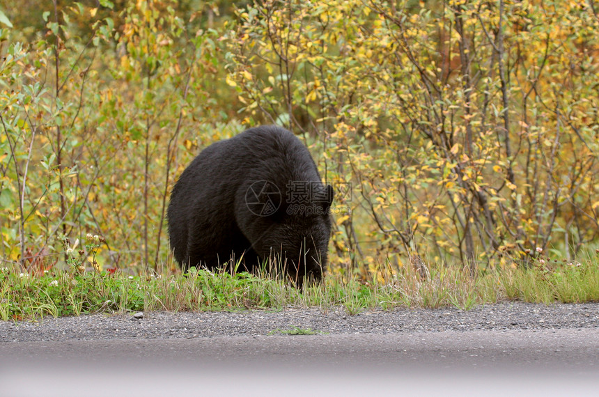 不列颠哥伦比亚省高速公路沿线的黑熊动物群食草毛皮动物食肉昆虫野生动物水平哺乳动物育肥图片