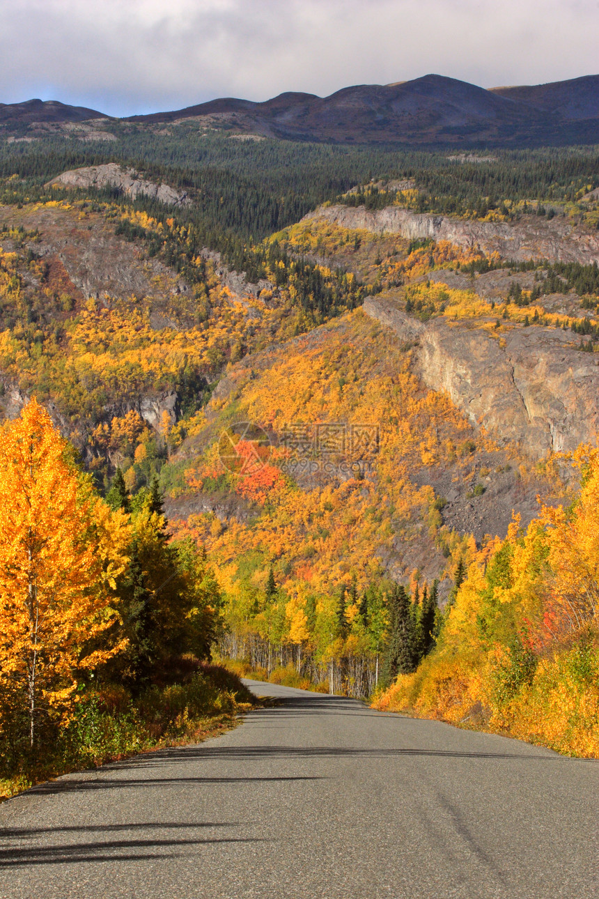 不列颠哥伦比亚省公路沿线的棕色秋色阿斯彭丘陵风景松树观光场景旅行树叶山脉灌木丛图片