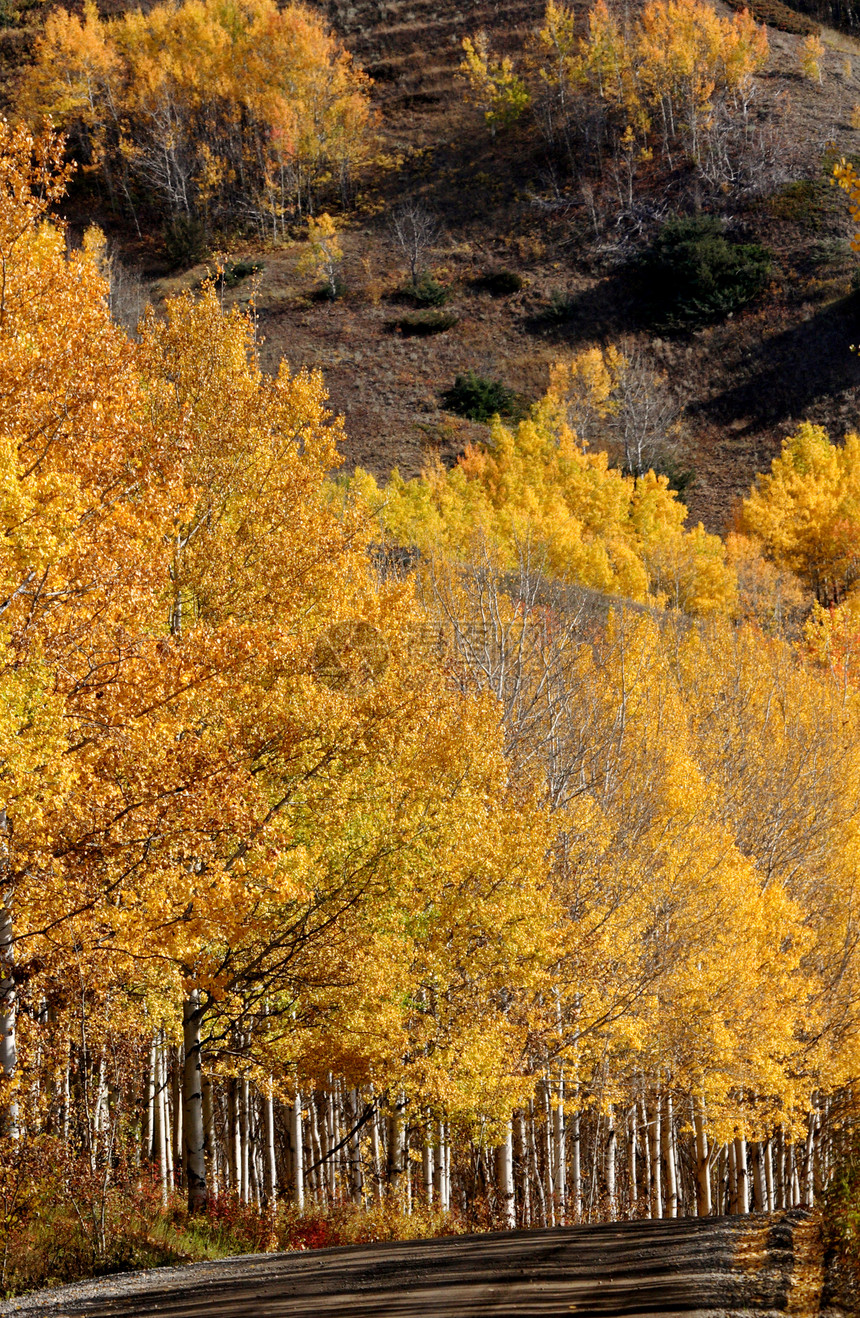 不列颠哥伦比亚省沿山路的秋木图片