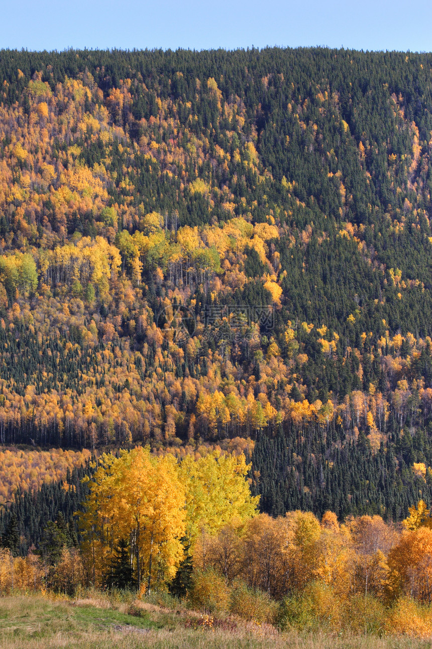 不列颠哥伦比亚省秋天的多彩树木图片