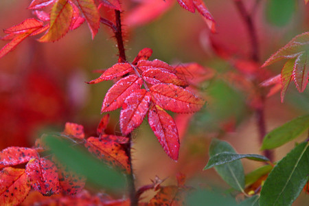 秋天多彩的植物背景图片