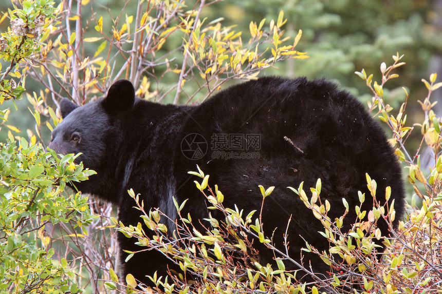 不列颠哥伦比亚省高速公路沿线的黑熊食草野生动物动物毛皮水平昆虫动物群育肥哺乳动物食肉图片