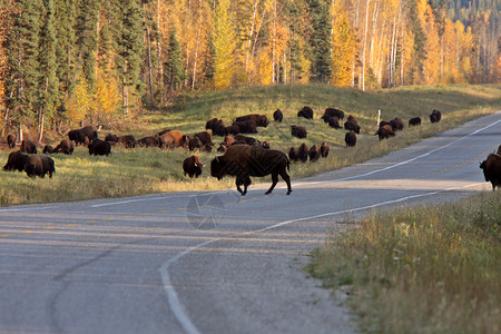 阿拉斯加公路沿线水牛群高清图片