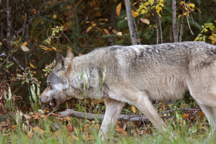 不列颠哥伦比亚省沿森林边缘的灰狼灌木丛狼群食肉栖息地哺乳动物新世界捕食者动物群森林乡村图片