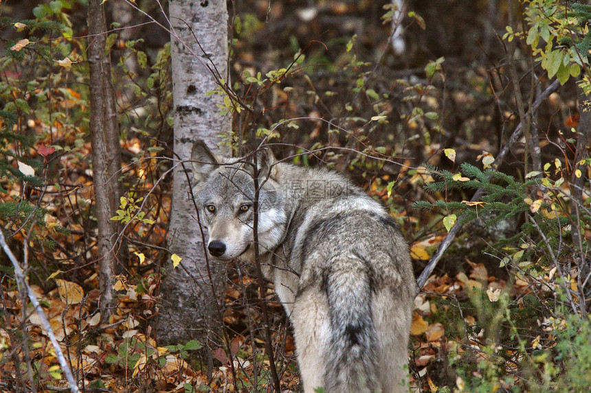 不列颠哥伦比亚省沿森林边缘的灰狼野生动物乡村哺乳动物荒野动物捕食者新世界灌木丛狼群动物群图片