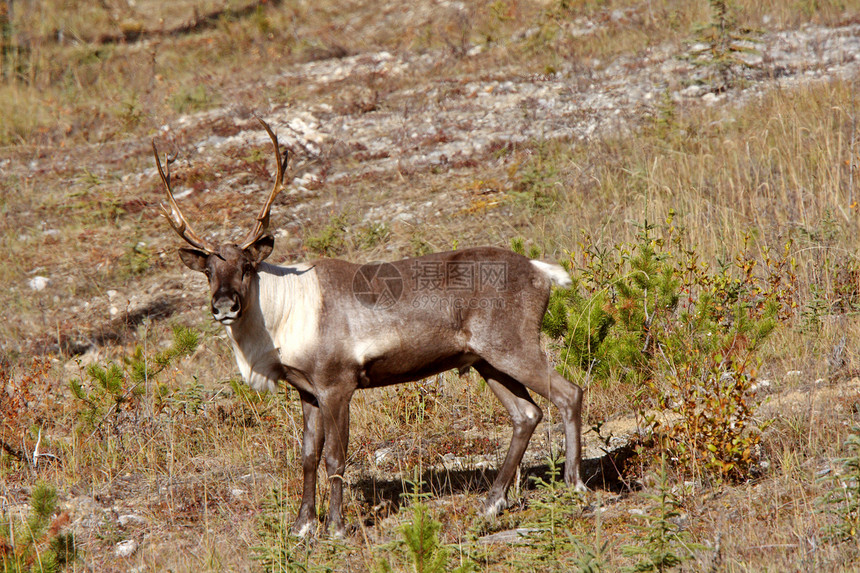 不列颠哥伦比亚省阿拉斯加公路沿线的伍德兰Caribou照片水平动物群哺乳动物动物风景鹿角荒野保护常年图片