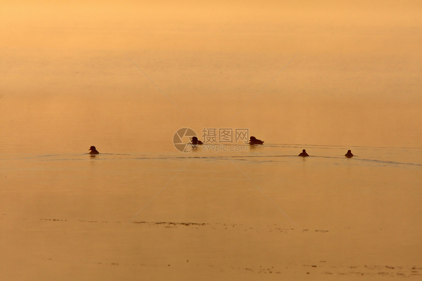 日落时在池塘中鸭子场景大草原水禽水平泥沼风景动物群图片