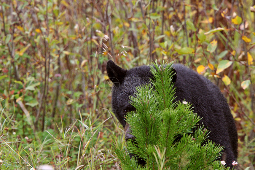 不列颠哥伦比亚省高速公路沿线的黑熊昆虫食草毛皮动物水平育肥食肉哺乳动物野生动物动物群图片