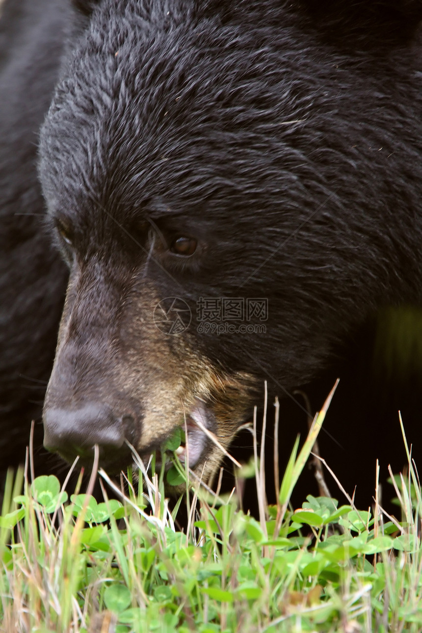 不列颠哥伦比亚省高速公路沿线的黑熊昆虫育肥食肉哺乳动物野生动物动物动物群毛皮食草图片