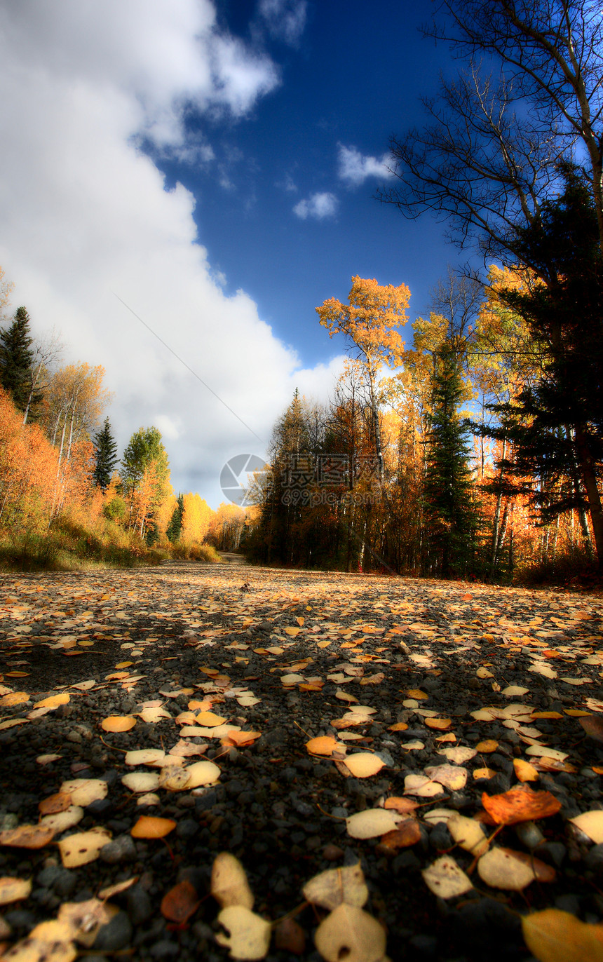 不列颠哥伦比亚省后行的云和秋叶多云松树树木颜色场景风景蓝天树叶丘陵旅行图片