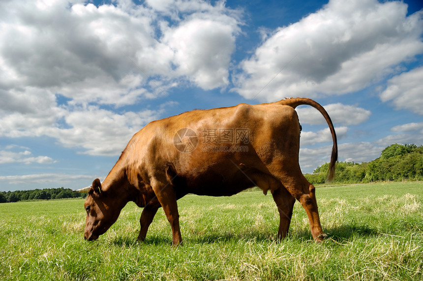 食草牛鼻子喇叭哺乳动物场地生活蓝色牛角动物食物农业图片
