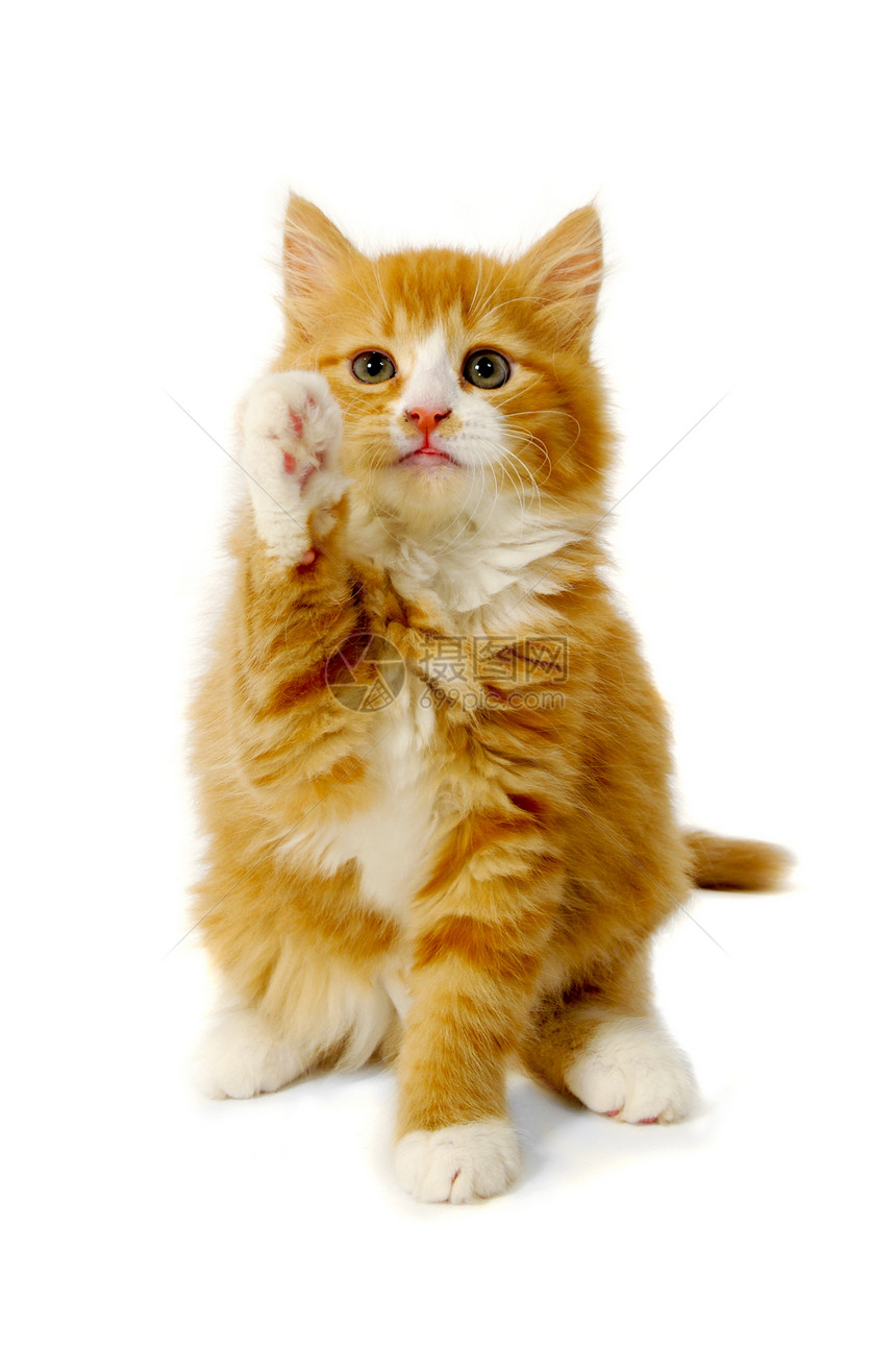 小猫咪猫科动物波浪姿势乐趣动物群猫咪鼻子晶须红色图片