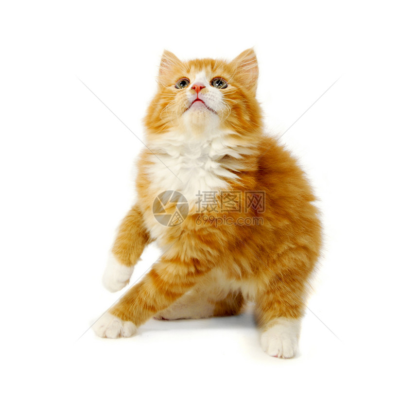 小猫咪猫咪姿势鼻子眼睛小猫动物猫科宠物头发橙子图片