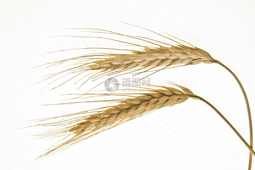 小麦白麦季节植物稻草收获粮食农业黄色食物玉米种子图片