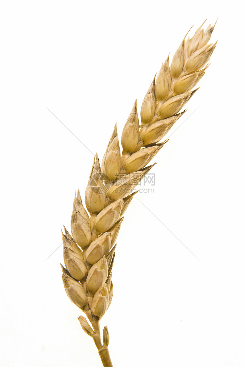 白对白小麦食物黄色收获种子粮食农业植物稻草营养季节图片