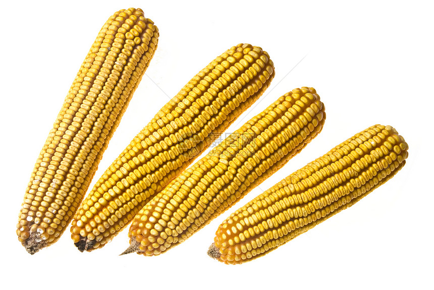 玉米芯蔬菜黄色白色种子视图植物爆米花食物特写节食图片