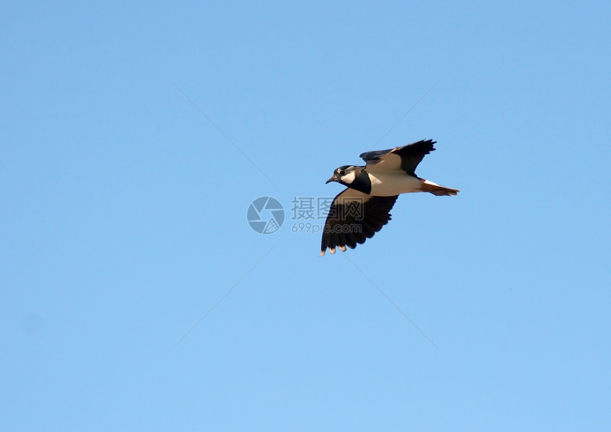 鸟荒野羽毛蓝色晴天漂移动物翅膀鸽子飞行海鸥图片