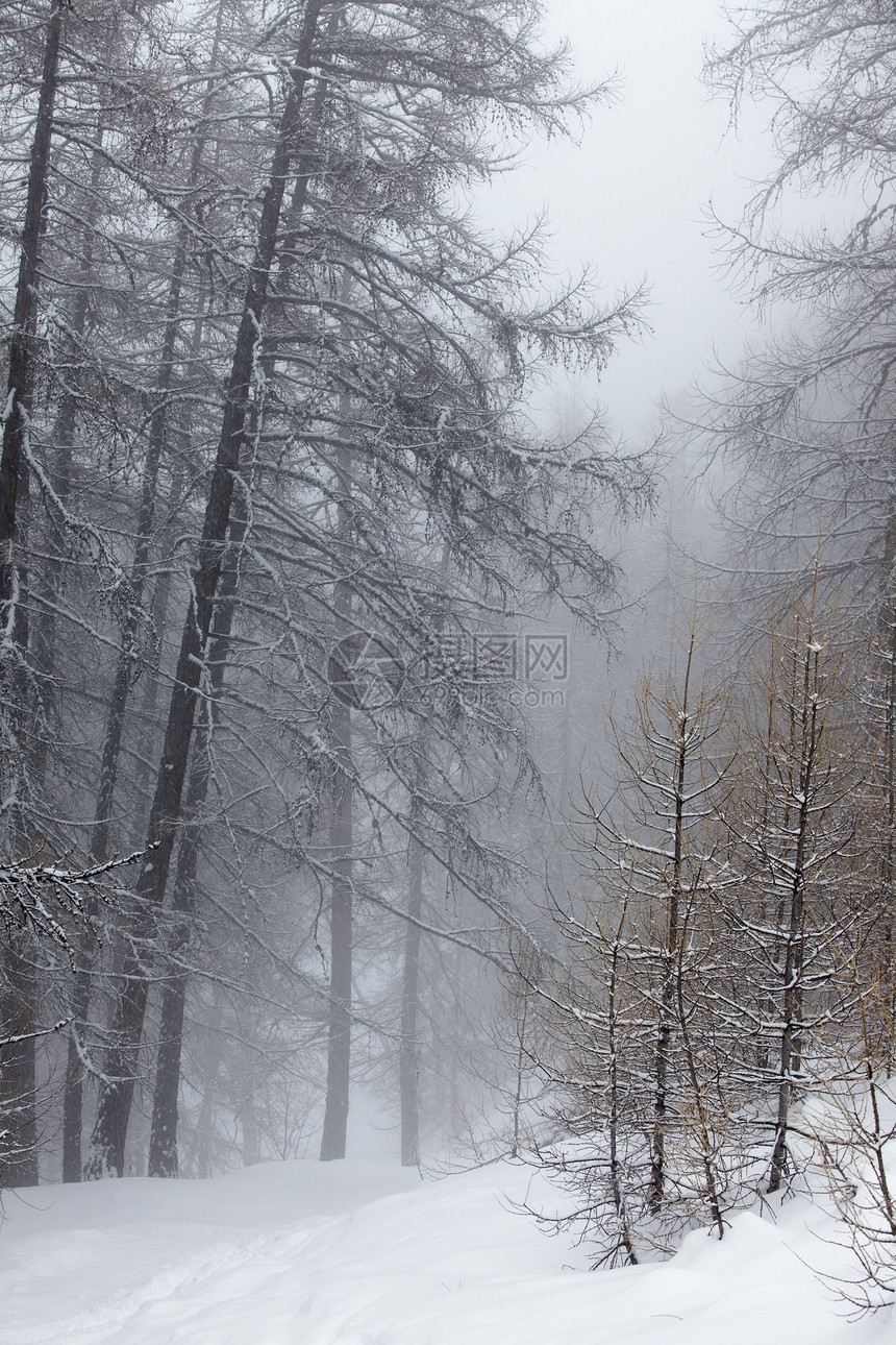 冬季森林冻伤树木薄雾环境冻结农村植物生活悲哀树叶图片
