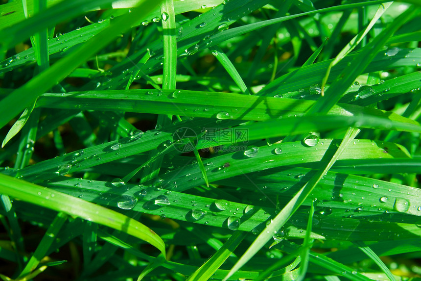 青草植物生活场地雨滴生长草叶草地水滴太阳反射图片