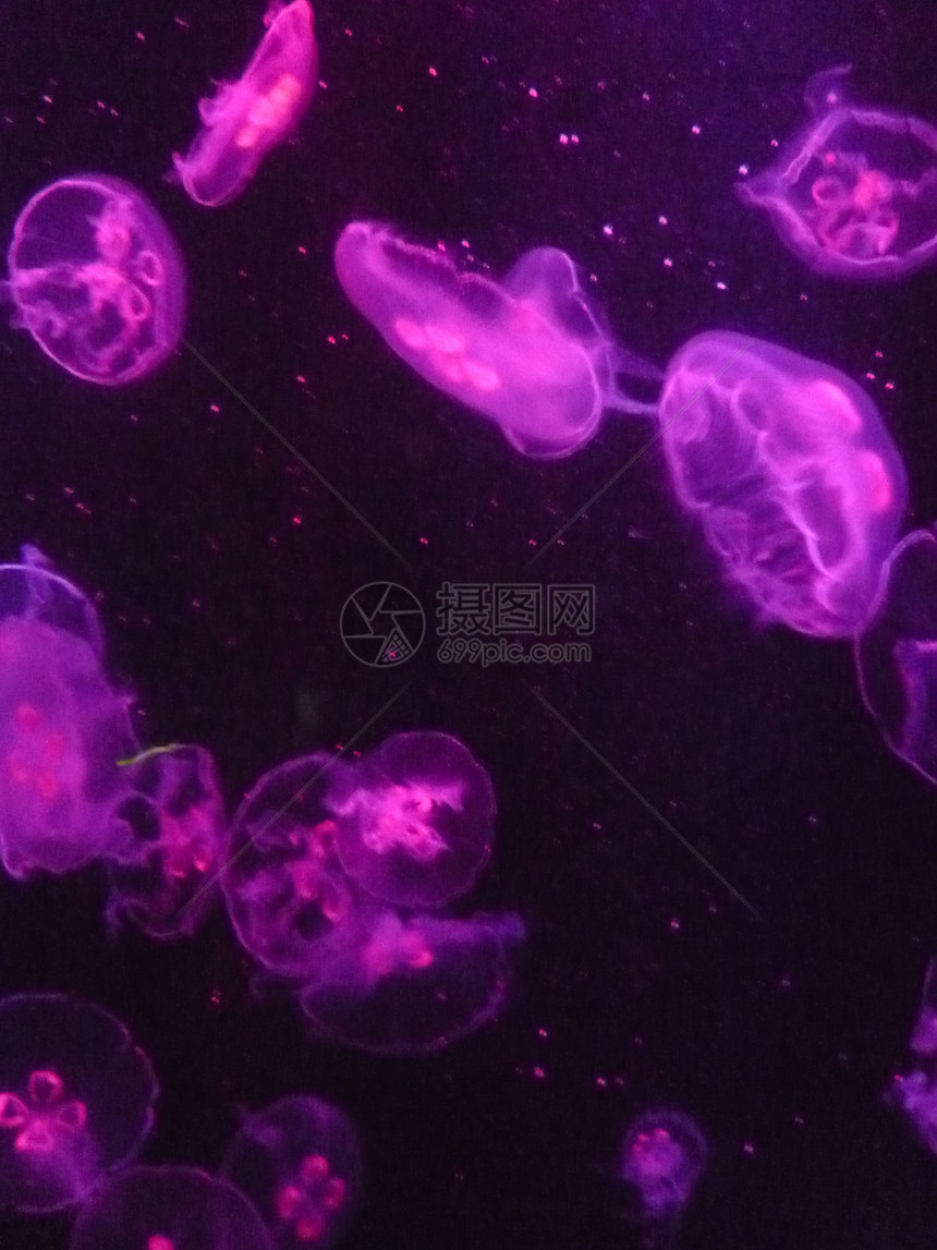 水母鱼海蜇紫色图片