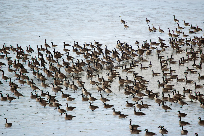 加拿大在Icy Pond 上的肥鹅动物池塘水平鸟类图片
