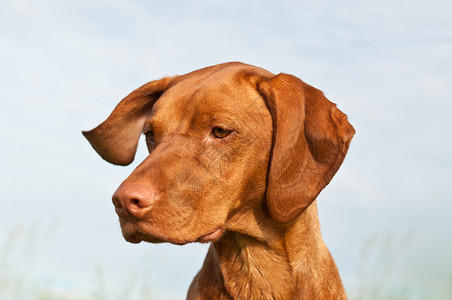 罗兹狗Vizsla Dog 匈牙利指针 特写水平犬类阳光猎犬天空动物棕色宠物背景