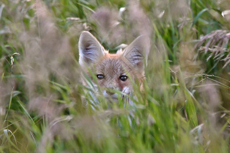 青草覆盖的红狐小狗高清图片