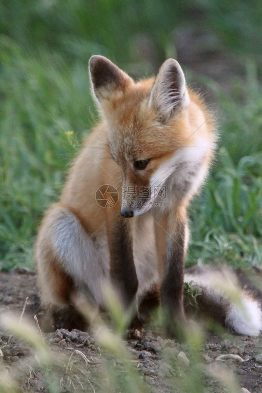 红狐狸在洞穴外的小狗食肉套件捕食者新世界栖息地动物群环境哺乳动物乡村动物图片