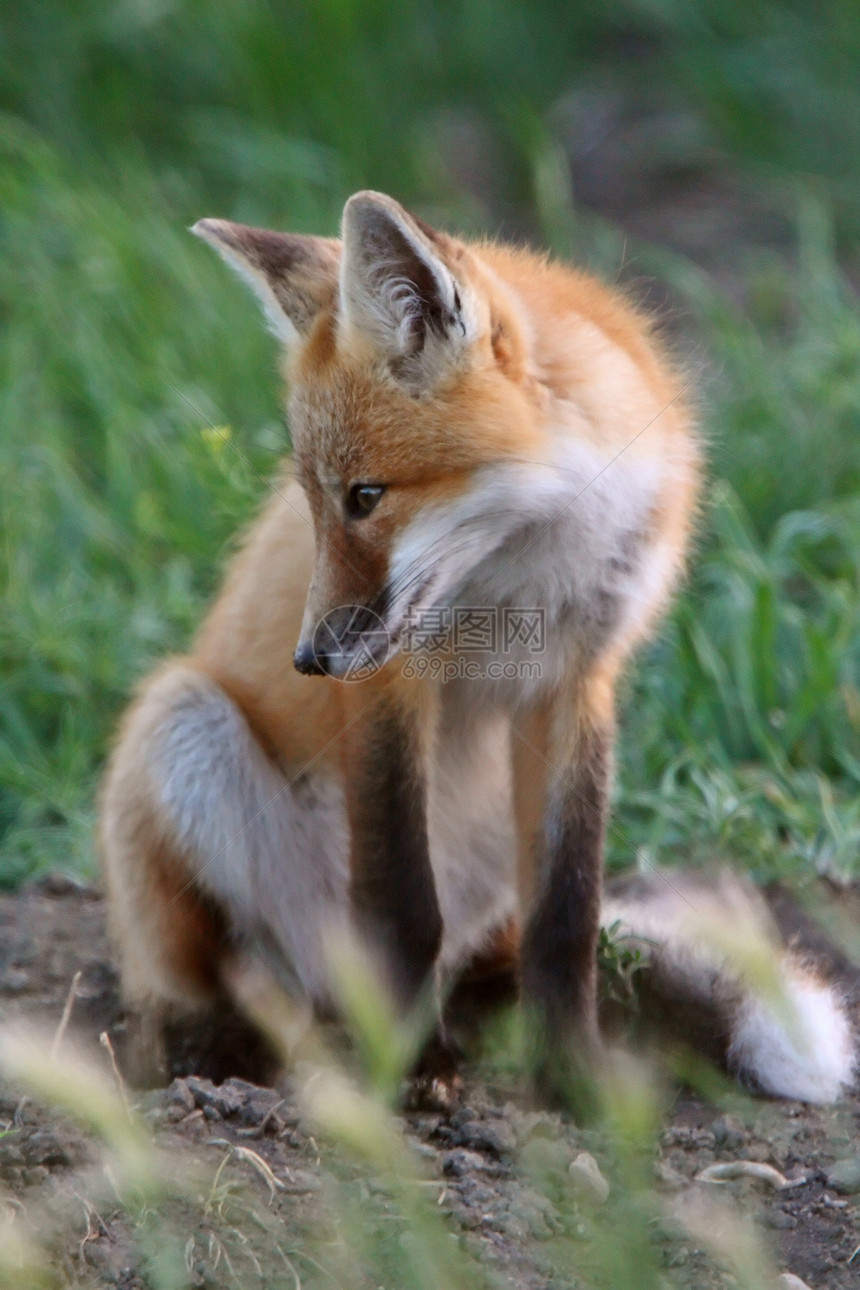 红狐狸在洞穴外的小狗野生动物环境哺乳动物栖息地食肉套件乡村捕食者新世界动物群图片