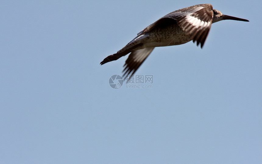 在萨斯喀彻温逃亡的Willet新世界荒野动物群飞行动物翅膀水平滨鸟野生动物翼展图片