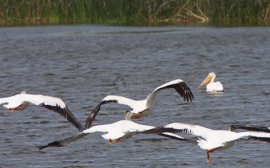 白佩利肯人飞越查普林湖沼泽地动物群水平保护野生动物动物图片