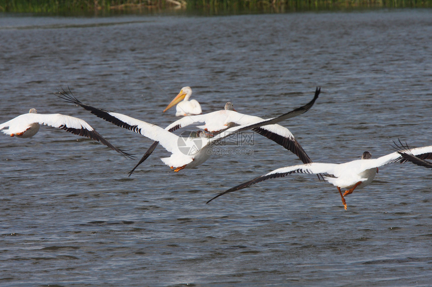 白佩利肯人飞越查普林湖沼泽地野生动物保护动物动物群水平图片
