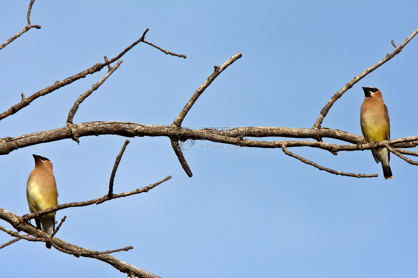 树上松饼栖息环境分支机构新世界动物群水平野生动物平鸟荒野场景图片
