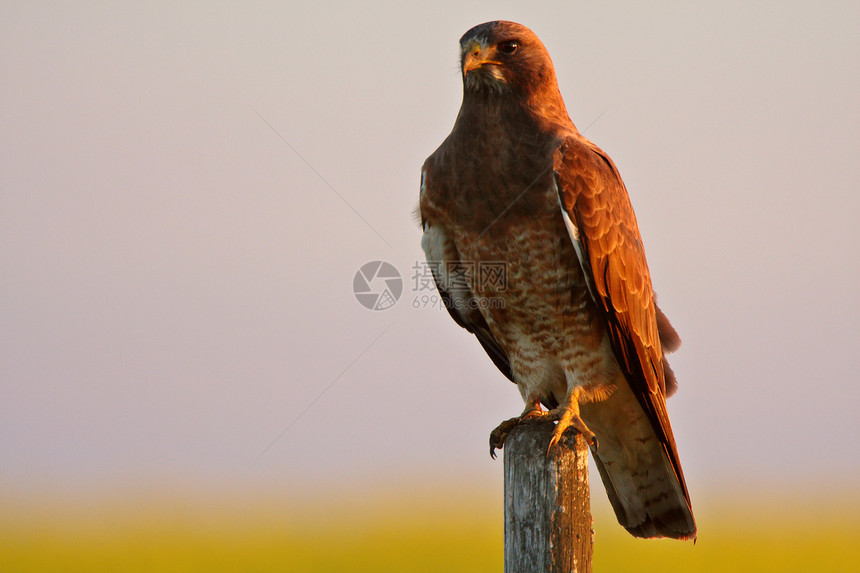 斯温森的鹰在栅栏柱上围着场景成人羽毛邮政乡村农村保护野生动物动物群水平图片