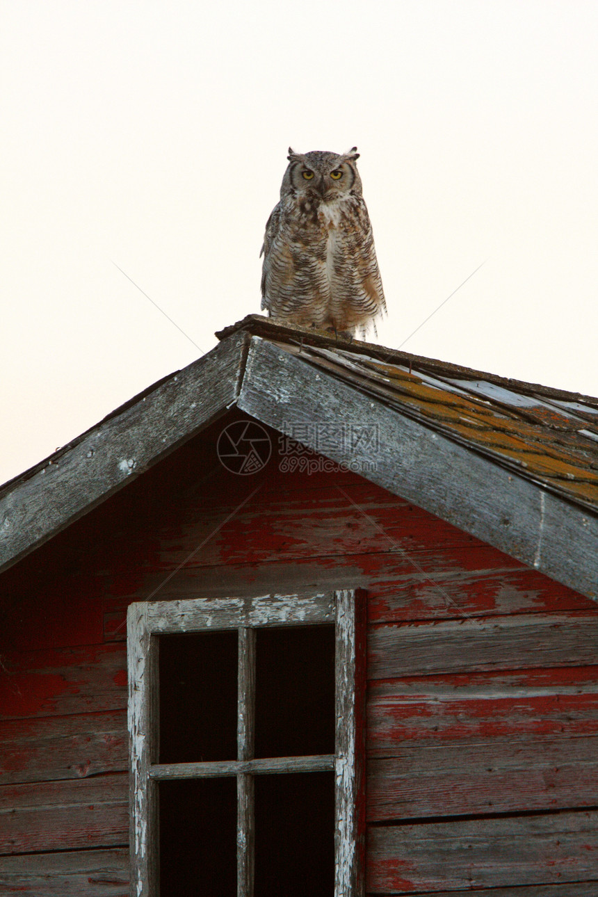 大角猫头鹰在屋顶上初生农村乡村场景物种动物国家动物群风景保护捕食者图片