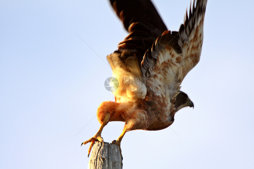 斯温森的鹰号从围栏站起飞成人农村国家捕食者水平风景航班场景动物群野生动物图片