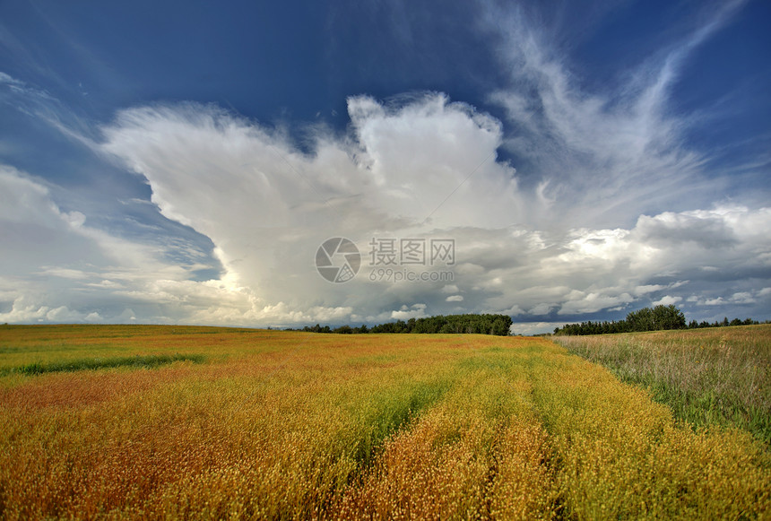 萨斯喀彻温省植被场地场景旅行农村大草原乡村国家风景水平图片