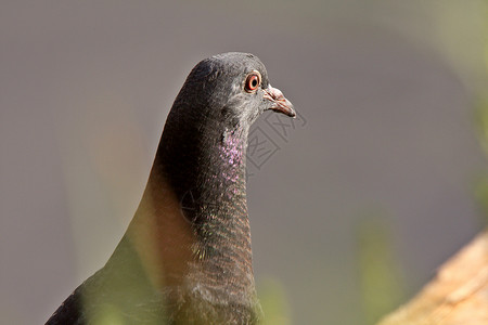 藏在萨斯喀彻温桥底的鸽子常年动物群新世界动物野生动物水平野鸽子荒野栖息地受保护背景图片