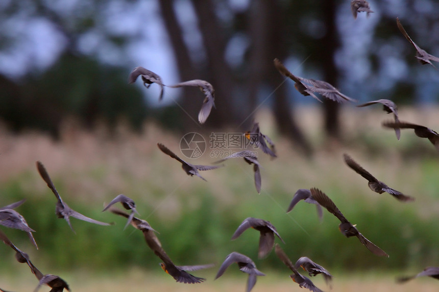 成队飞行时的锁水平野生动物国家动物群新世界动物荒野栖息地大草原航班图片