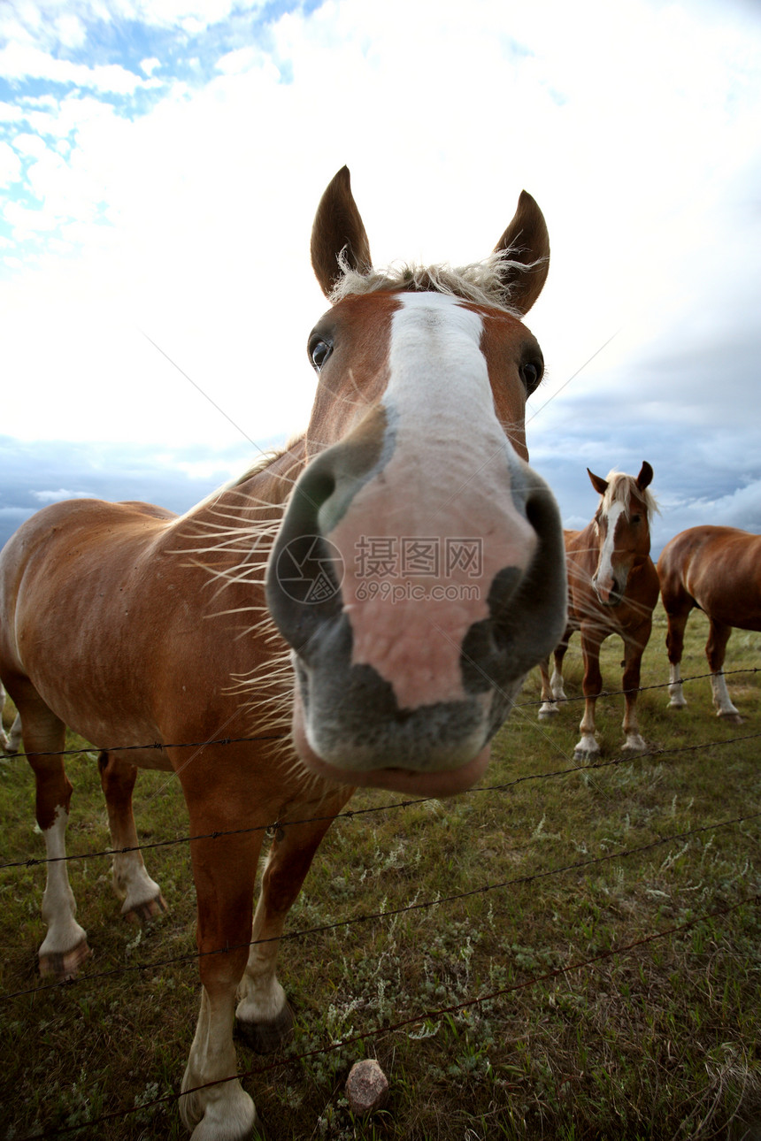 萨斯喀彻温牧场中的灰色马匹场景乡村国家栅栏农村动物大草原铁丝网农场旅行图片
