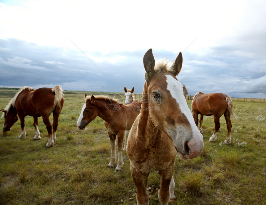 萨斯喀彻温牧场中的灰色马匹旅行乡村国家风暴动物大草原场景农场水平农村图片