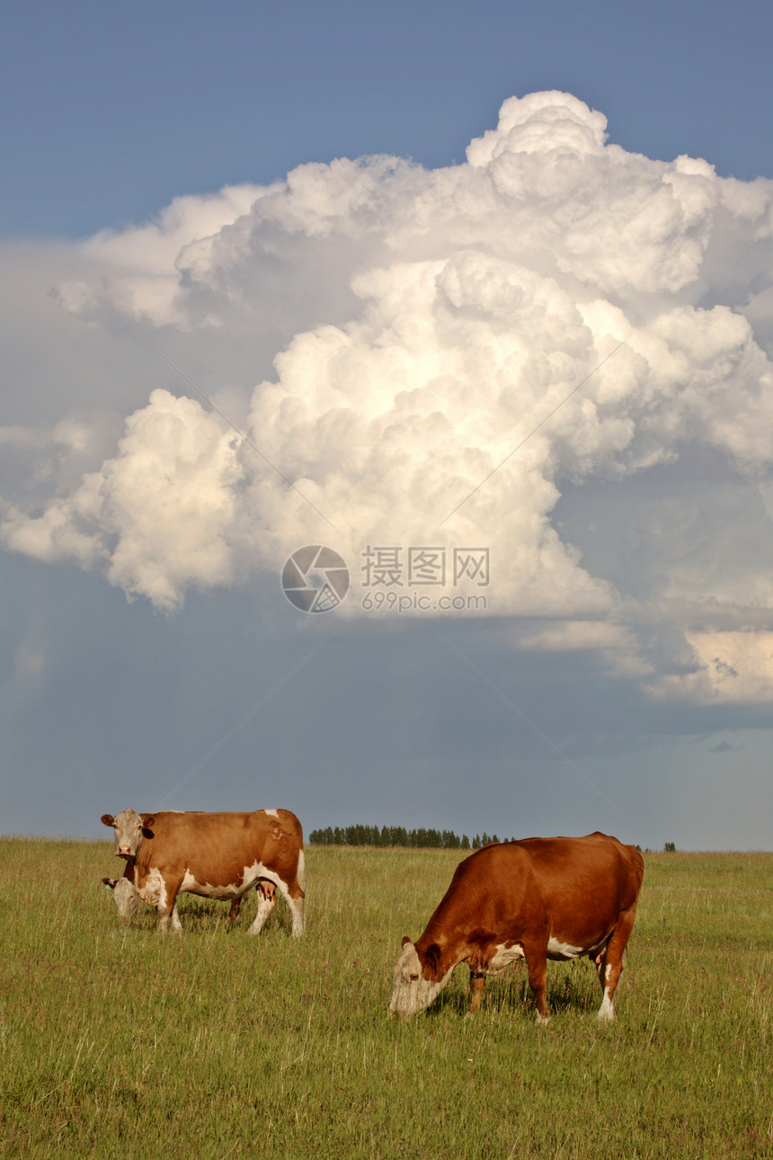 萨斯喀彻温牛群后面的暴云绿色乡村天气场景小牛编队天空美术奶牛风景图片