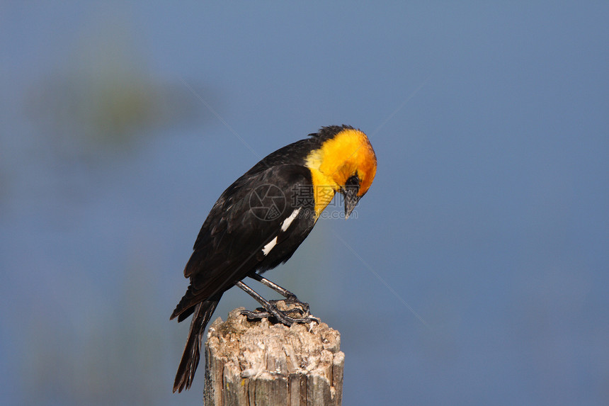黄黄领头黑鸟登上柱子野生动物新世界受保护栖息环境荒野水平动物群场景图片