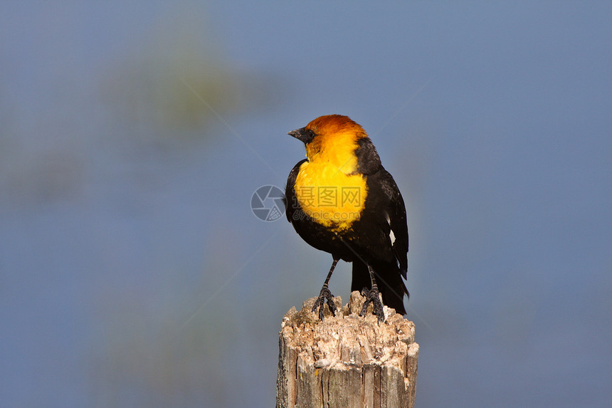 黄黄领头黑鸟登上柱子野生动物场景栖息受保护新世界环境水平荒野动物群图片